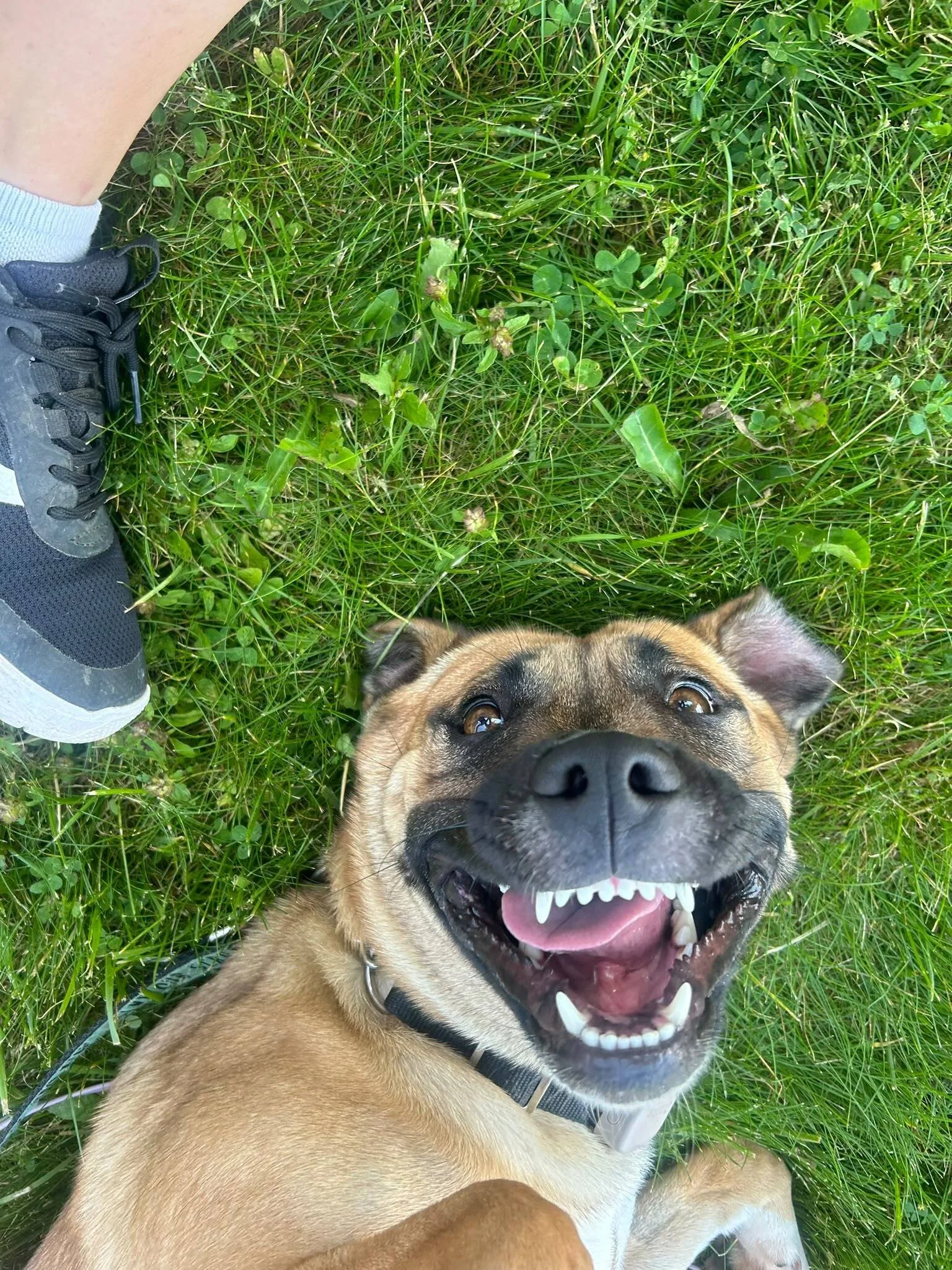 RUBY | Save Our Scruff Canada